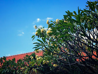 Beautiful Yard With Frangipani Flower Plants Ornamented The House Bali Indonesia