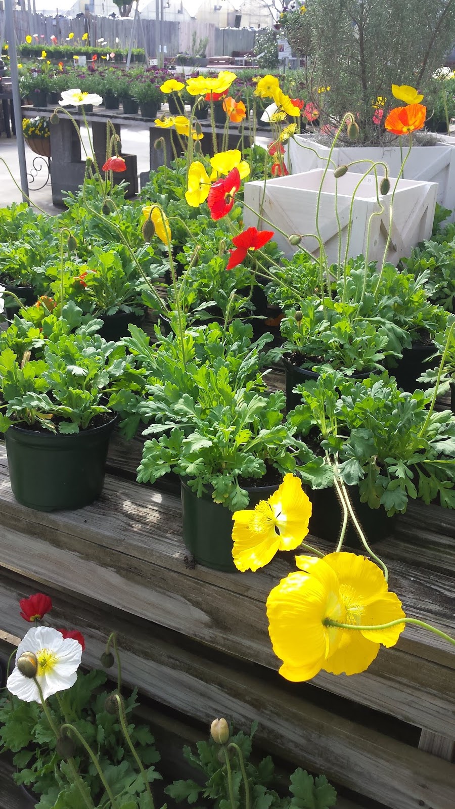 Sparrow Tree Journal Spring is coming