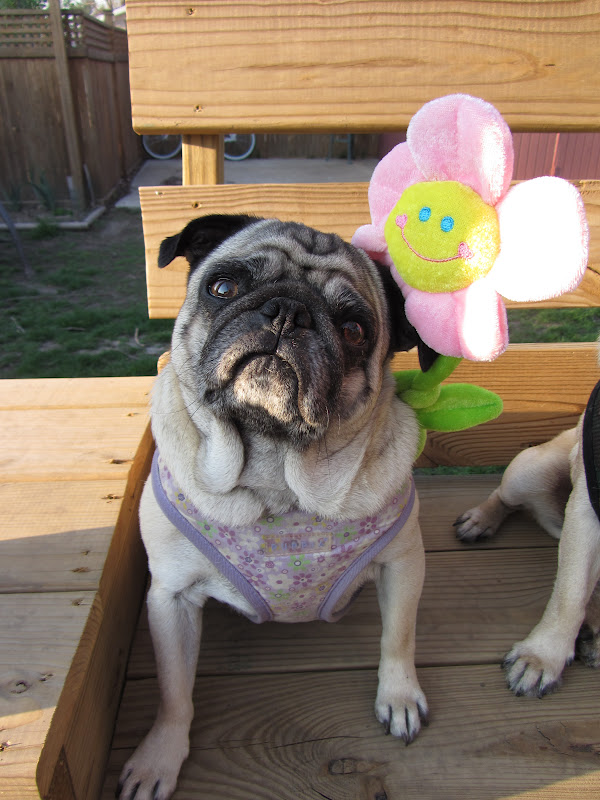 A Day in the Life of Pugs: Happy Spring