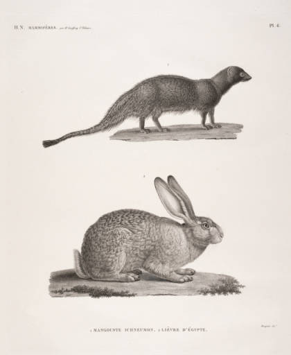 Content in a Cottage: Antiquarian Print: Rabbit circa 1809