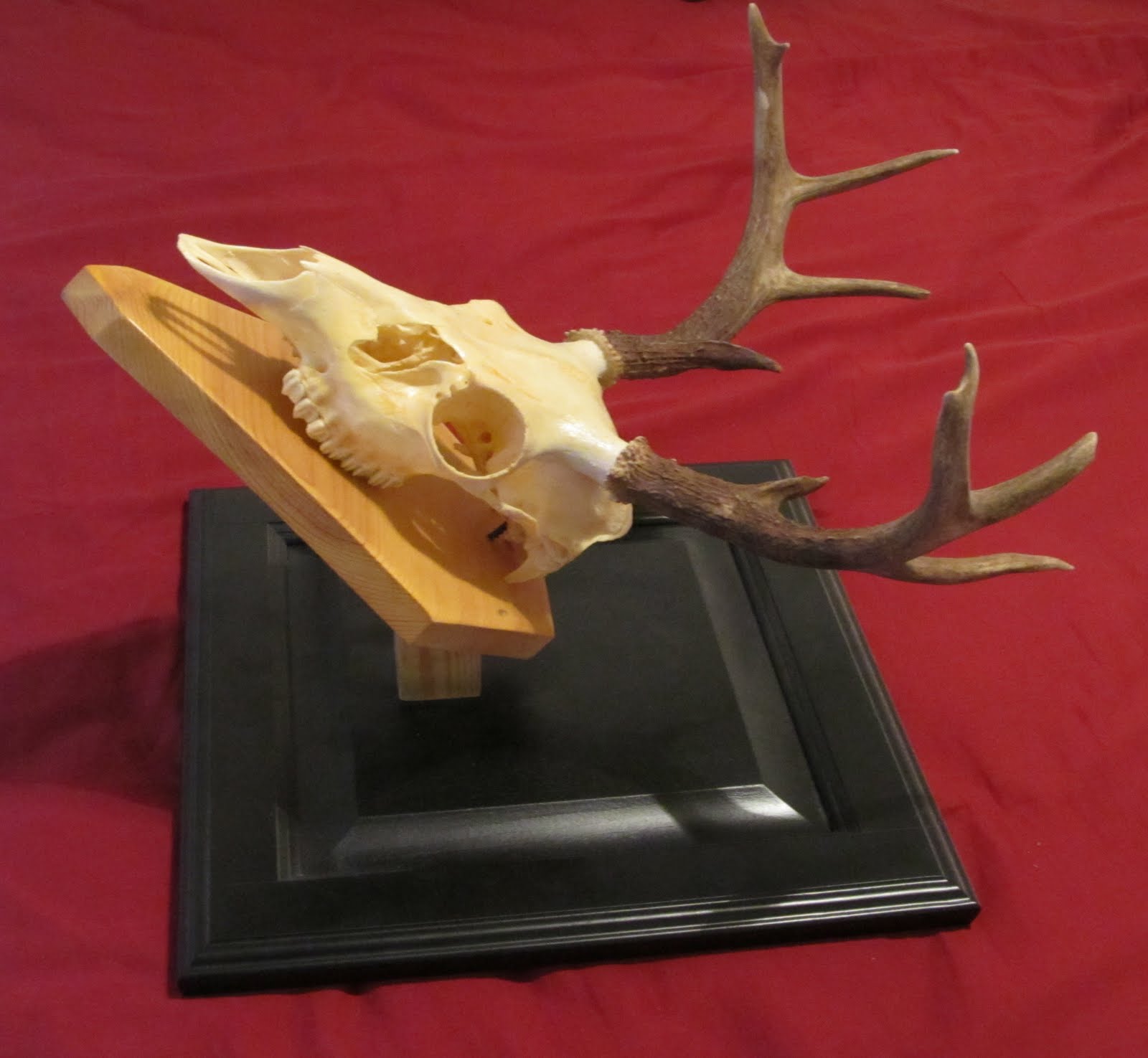 Badlands Custom Taxidermy / Desert Country Archery European Mounts