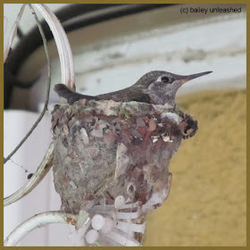 baby hummingbird | via baileyunleashed.com