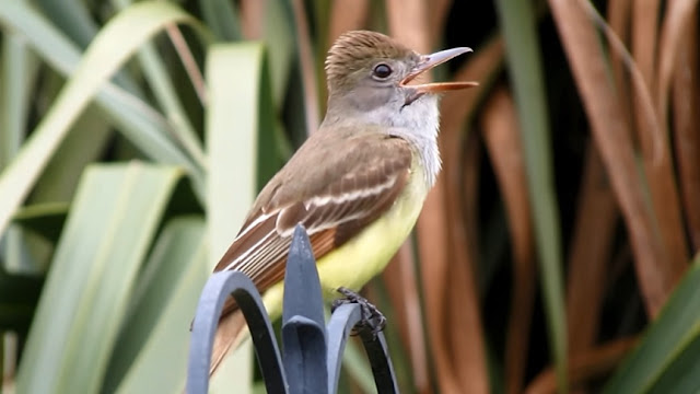 Great Crested Flycatchers Calling - Close and Loud