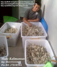 Mady Kalimantan