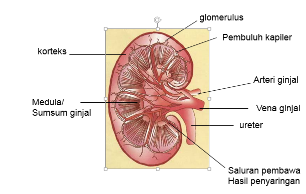 Evaluasi Materi Sistem Ekskresi Dan Kunci Jawaban Blog Pendidikan Biologi