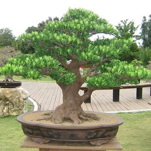 Bonsai Lohansung (Podocarpus Macrophyllus)