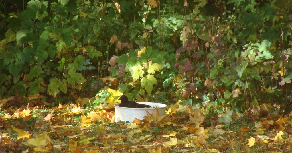 © Mein Waldgarten: Vogelbaden