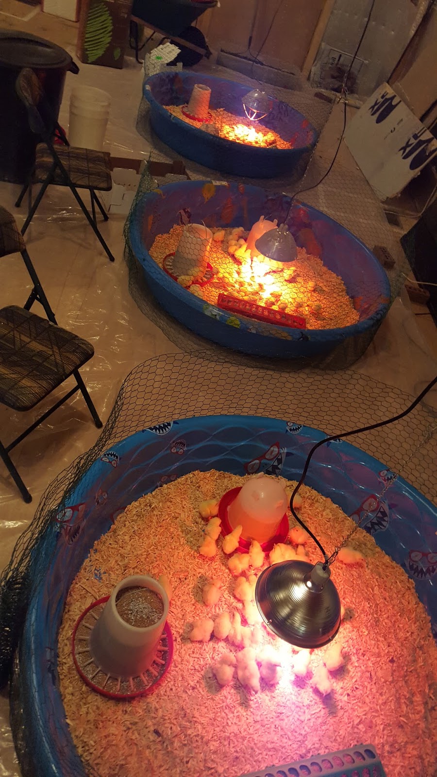 Blair Brook Farm Kiddie Pool Chick Brooder