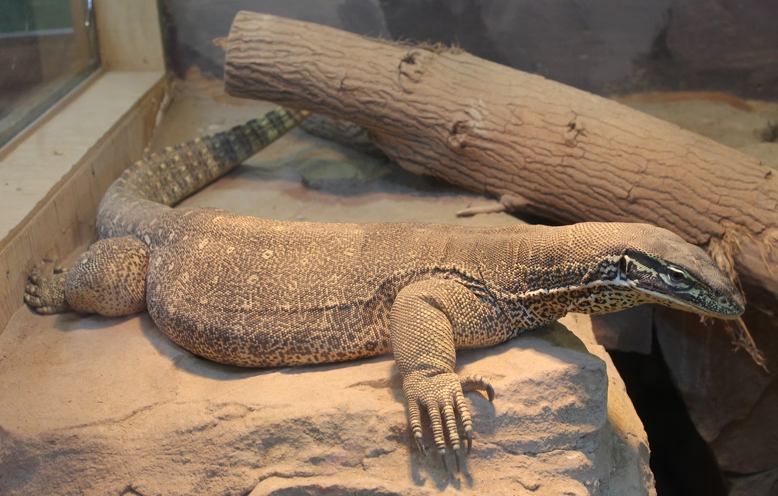 Hoorahoopti Away Scovill ZooDecatur, IL