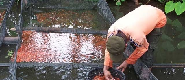 Teknik Budidaya Ikan Mas di Semua Kolam Cepat Besar dan Panen
