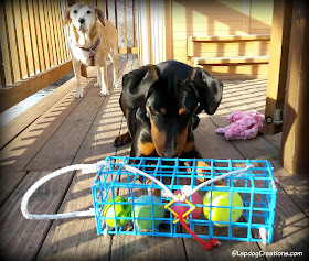 Penny thinks The Wine Trap is mean - it trapped her favorite toys! #dogtoys #dogs #wine #TheWineTrap #LapdogCreations ©LapdogCreations #sponsored