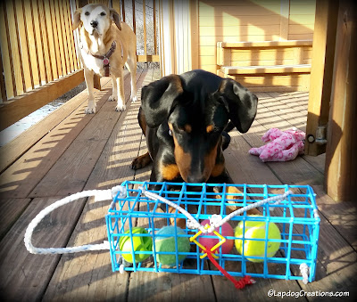 Penny thinks The Wine Trap is mean - it trapped her favorite toys! #dogtoys #dogs #wine #TheWineTrap #LapdogCreations ©LapdogCreations #sponsored