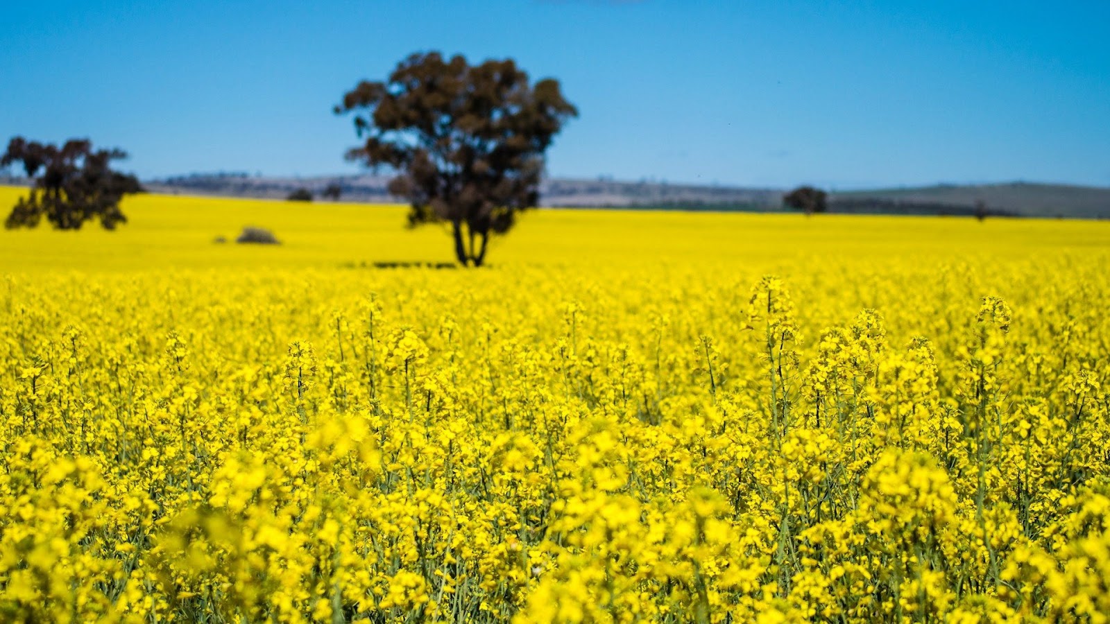 Mustard Plant Field Wallpaper