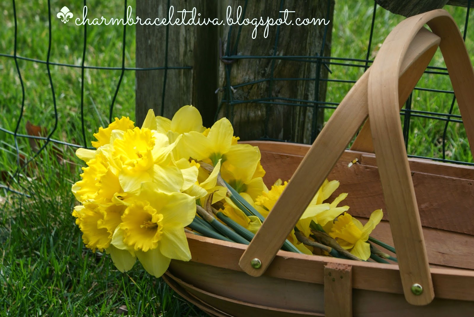 daffodils in garden trug