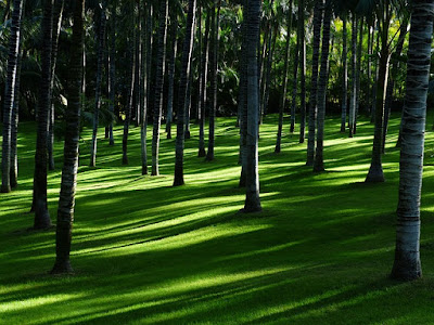 Perkebunan Besar Perkebunan Besar