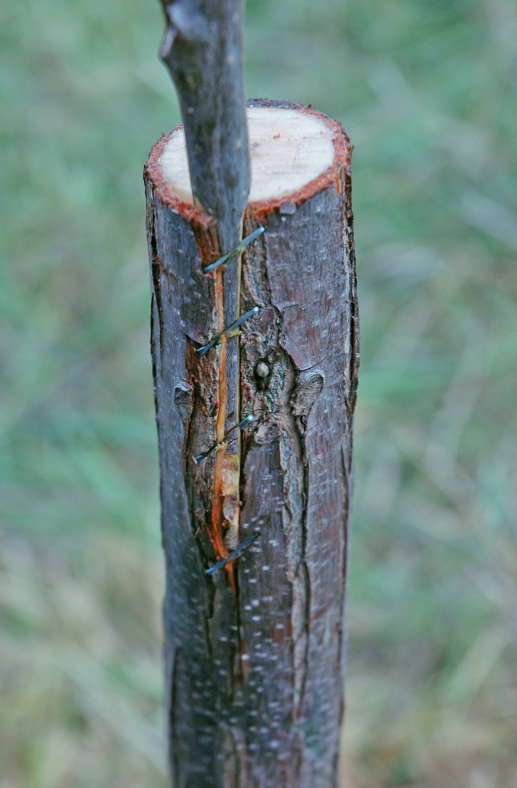Northern Pecans Grafting a pasture pecan tree