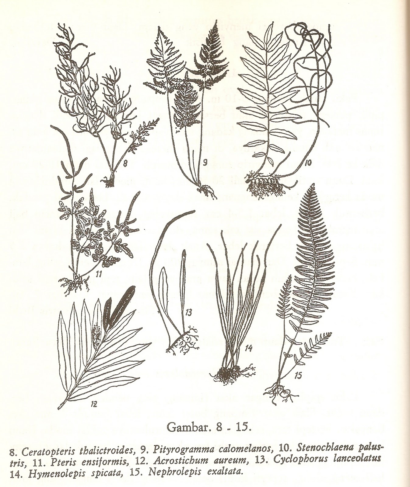 Gambar Ilustrasi Tumbuhan Dan Penjelasannya Iluszi