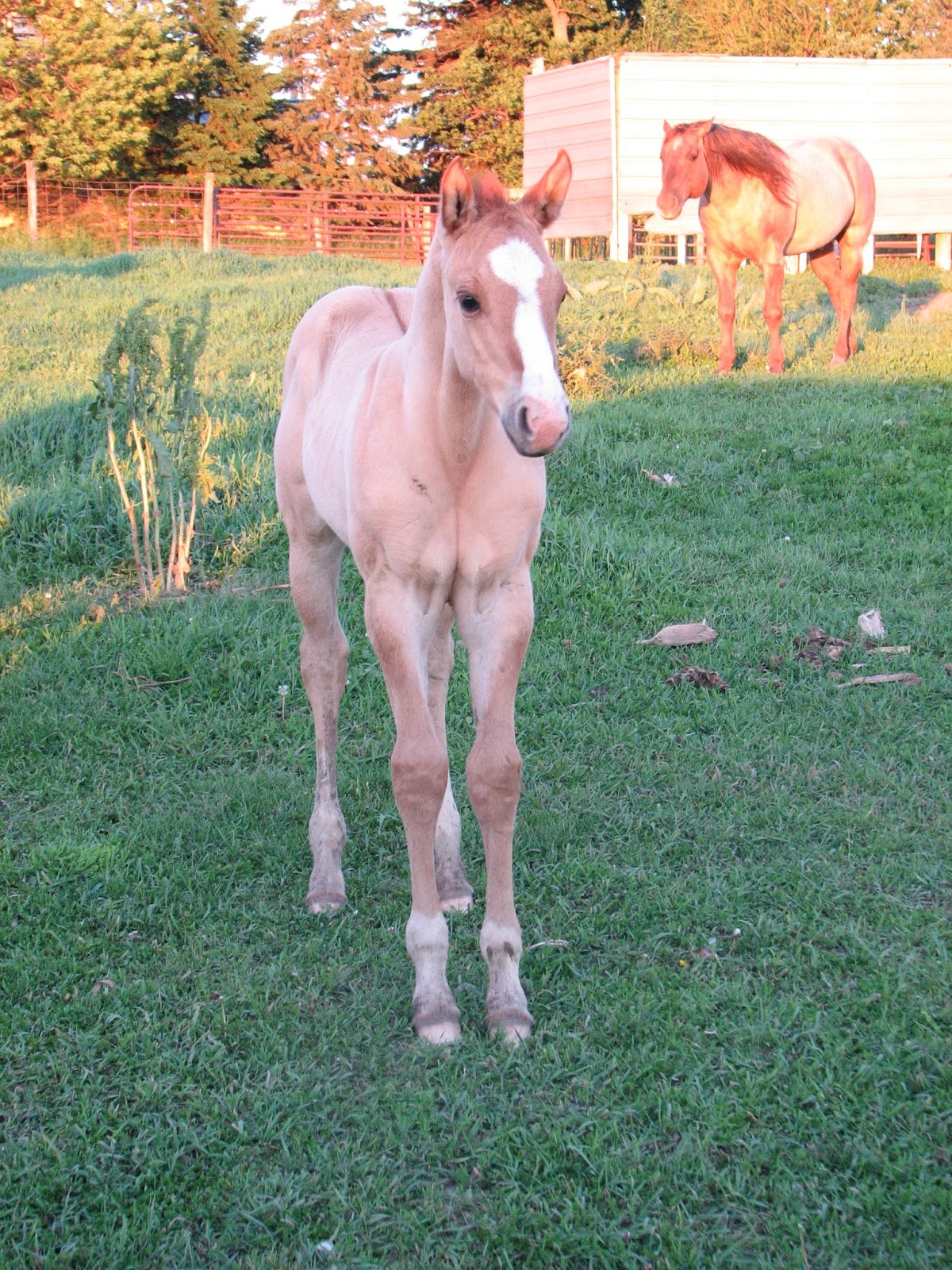 Windy Creek Quarter Horses Smokey's 2017 filly