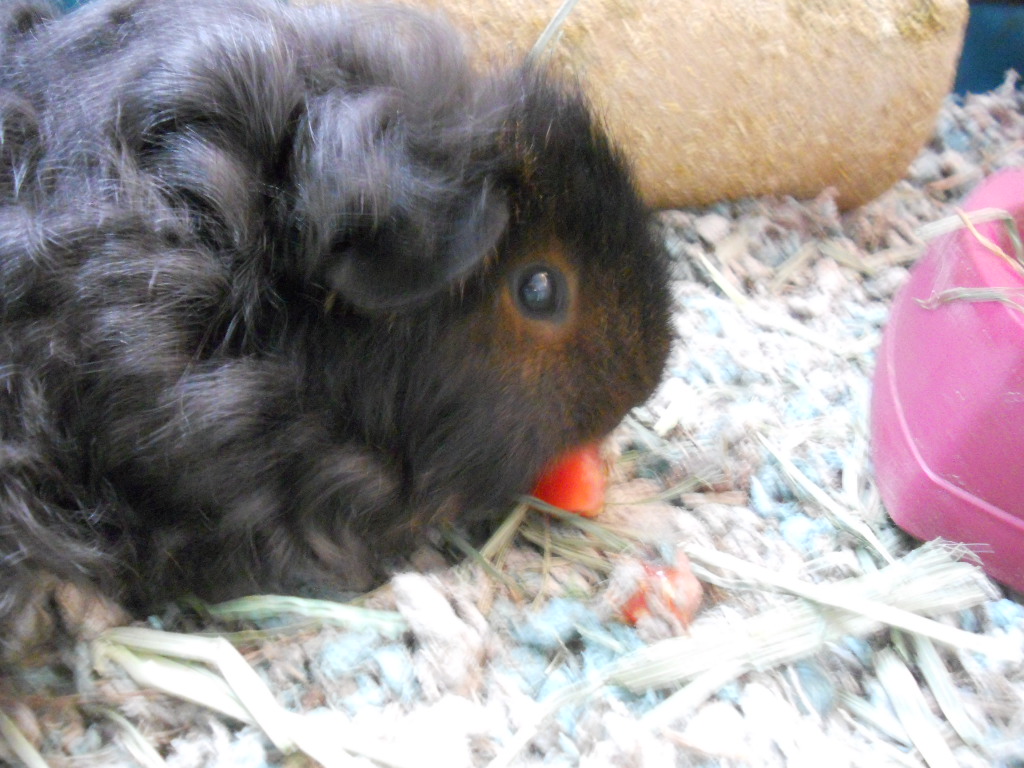 Cavy Savvy A Guinea Pig Blog Can Guinea Pigs Eat Tomato?
