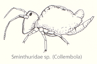 Collembola (Sminthuridae)