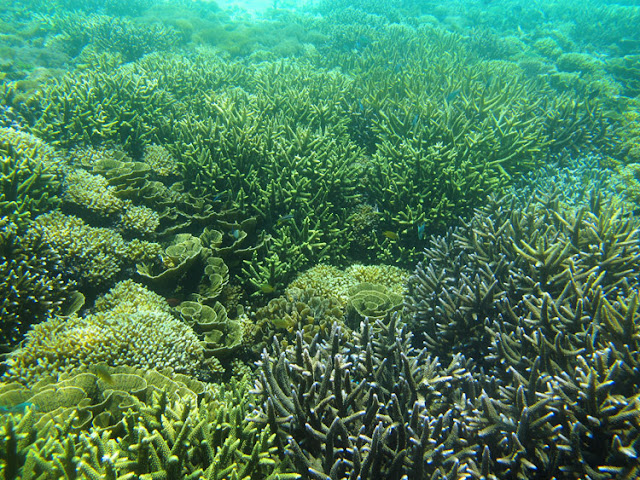 Terumbu Karang Cantik di Gili Kapal