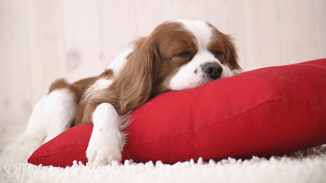 Sleeping dog on a red pillow wallpaper