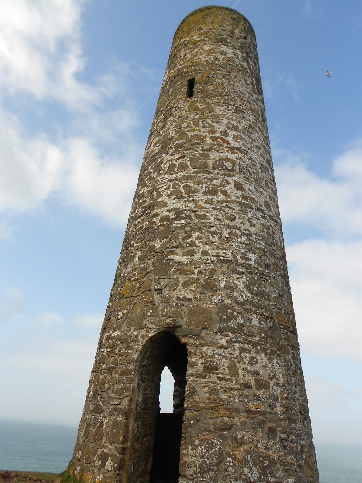 Nature Notes and Observations: South West Coast Path and a Seal