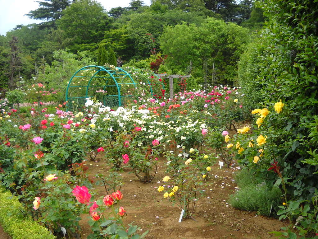Daily Glimpses of Japan Japanese Roses, Flower Fantasia Park, Noda