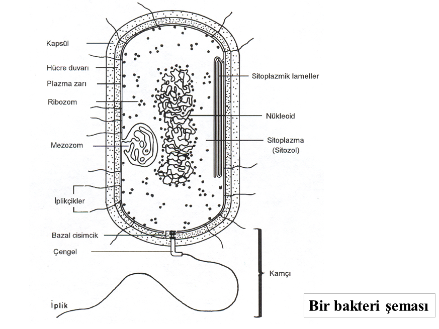 Biyoloji 9.sınıf Prokaryot Hücre Biyoloji 9.sınıf Prokaryot Hücre
