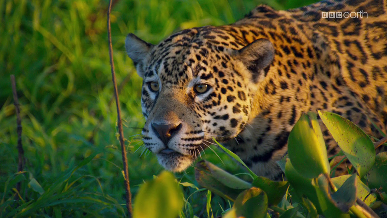 Free Download BBC Planet Earth 2 Episode 3 Of 6 Jungles HD Free free-download-bbc-planet-earth-2-episode-3-of-6-jungles-hd-free