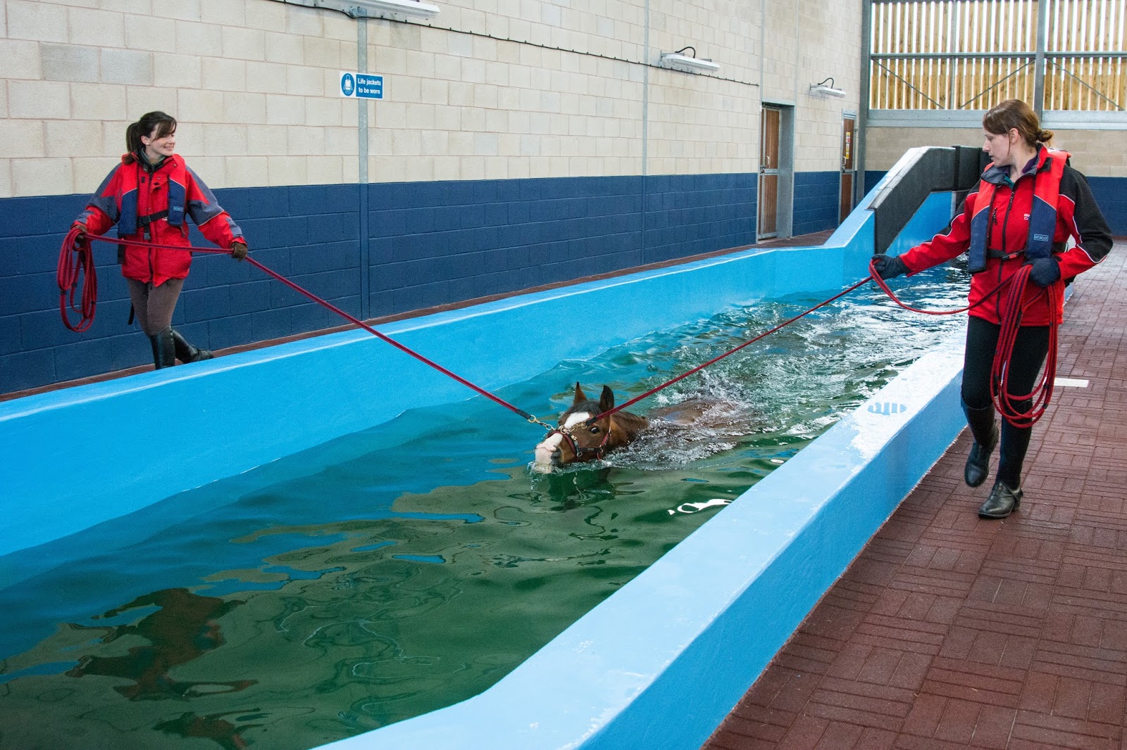 Moulton College Equine Hydrotherapy Swimming at Moulton College Equine Therapy Centre