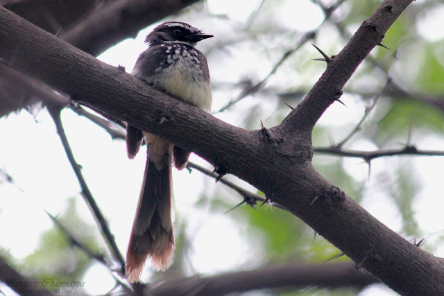 White-spotted fantail White-spotted fantail