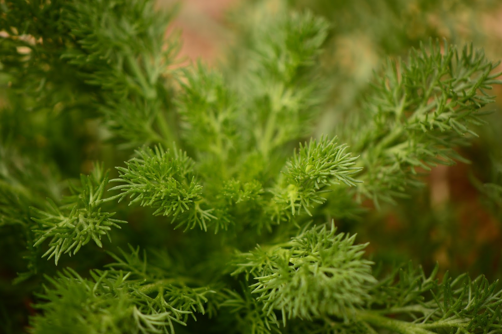 Matricaria recutita foliage matricaria recutita, chamomile
