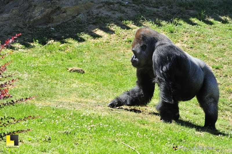 gorille qui mange des brins d'herbe photo Pascal Blachier