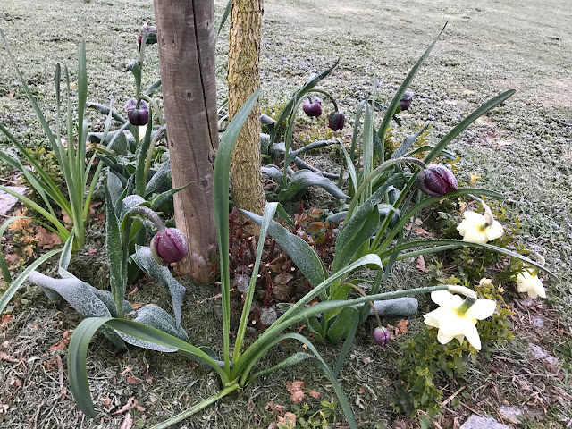 Tulpen und Narzissen nach Frühlings-Frostnacht (c) by Joachim Wenk Tulpen und Narzissen nach Frühlings-Frostnacht (c) by Joachim Wenk