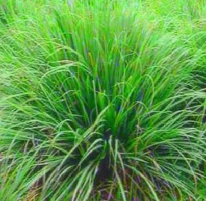 लेमनग्रास (Lemongrass) ; मुनाफे की खेती