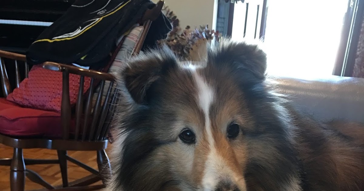 dog ate m&ms