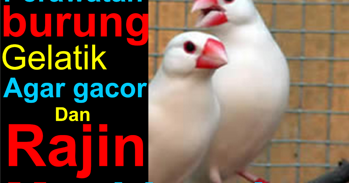 Perawatan Sederhana Gelatik Agar Rajin Gacor Dan Jinak Maskicau Net