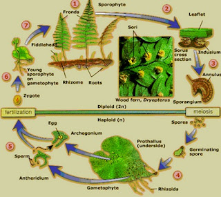 perbedaan-metagenesis-tumbuhan-paku-dan-lumut,jelaskan-metagenesis-tumbuhan-paku-dan-lumut,skema-metagenesis-tumbuhan-paku-dan-lumut,