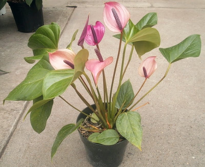 Plants Are The Strangest People List Houseplants That Can Be Propagated Within The Home From Seed Or Spores