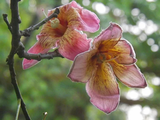 San Anton Palace and Gardens