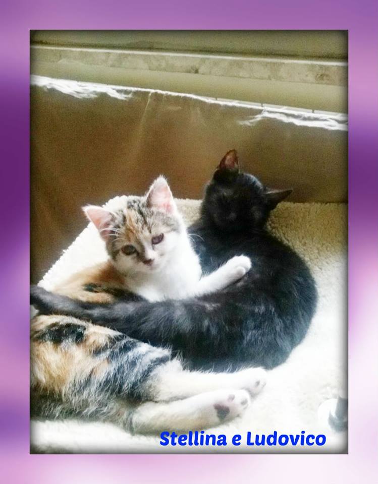 Oltre 20 migliori idee su Gattini piccoli su Pinterest Adorabili gattini - Immagini Di Gattini Dolci