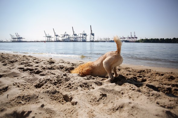 Um cachorro fantasiado de leão na cidade grande na fotografia de Julia Marie Werner Julia Marie Werner fotografia cão cachorro fantasiado como leão cidade grande big city lion