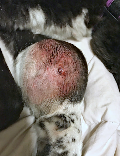 Osteosarcoma in dogs experience, Chondrosarcoma in dogs experience, Pictures of Chondrosarcoma, Pictures of Osteosarcoma, Osteosarcoma and Chondrosarcoma treatment in dogs, Advocating for Pets Osteosarcoma in dogs experience, Chondrosarcoma in dogs experience, Pictures of Chondrosarcoma, Pictures of Osteosarcoma, Osteosarcoma and Chondrosarcoma treatment in dogs, Advocating for Pets
