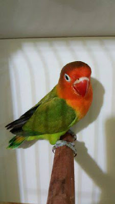 Harga Lovebird Split Biola Terbaru Harga Lovebird Split Biola Terbaru
