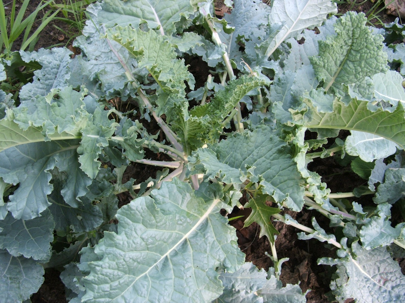 View How To Grow Kale PNG