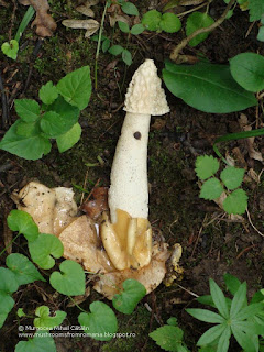 Phallus impudicus DSC86321