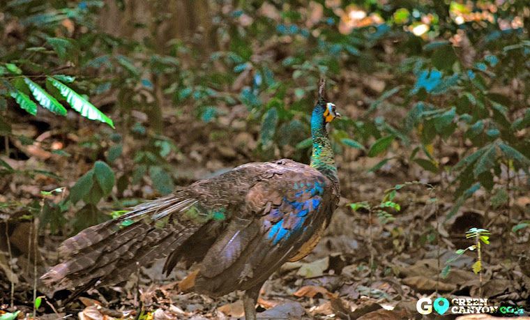 Burung Merak Jawa yang dapat di temui langsung di alam Taman Wisata Pangandaran