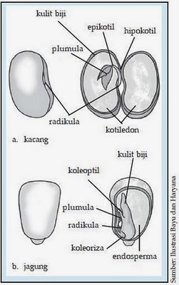 embrio dikotil dan monokotil