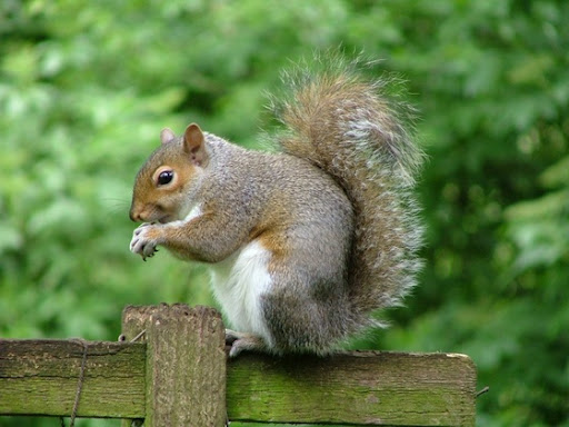 SERONOKNYA SAINS: TUPAI